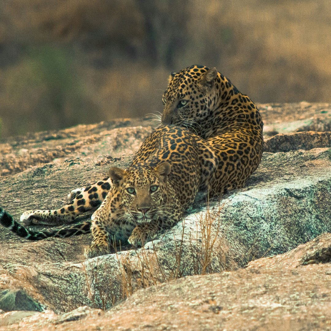 Jawai wilderness